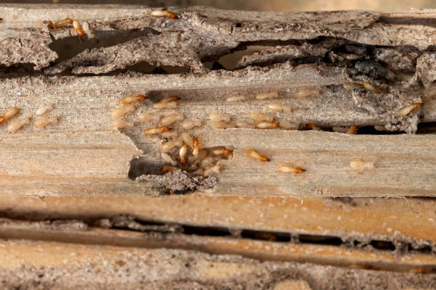 Best Residential Pest Control  in Moundsville, WV